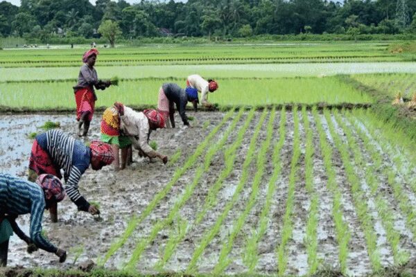 Representative image NEW DELHI: India’s rice production during the 2025-26 kharif season that ended in Oct reached a record 124.5 million tonnes (MT), which is 1.7 MT (over 1%) more than the production of kharif rice last year, the agriculture ministry said on Wednesday. Output of pulses, oilseeds and cotton, however, marginally declined.The ministry’s first advance estimates of kharif crops output put the total estimated foodgrain production for the 2025-26 season at around 173 MT, up from 169 MT a year earlier.These estimates are based on yield trends from previous years, other ground-level inputs, regional observations and data received from states.Revisions of output figures are made during subsequent estimates when the actual crop cutting experiment yield data becomes available. The ministry releases four advance estimates before final production figures for a crop year.Sowing of kharif crops starts at the onset of monsoon in June, and harvest generally begins in Oct.”Excessive rainfall in some areas of the country affected crops, but most areas have benefited significantly from a good monsoon, leading to overall good crop growth,” agriculture minister Shivraj Singh Chouhan said.Maize production is estimated at 28 MT in 2025-26, up from nearly 25 MT the previous year. On the other hand, pulses production is estimated marginally lower at 7.4 MT compared to 7.7 MT in 2024-25. Similarly, oilseeds output is estimated at 27.5 MT, down from 28 MT the previous year.Cotton output is also pegged lower at 29.2 million bales (170 kg each) compared to 29.7 million bales a year earlier, while jute and mesta output is estimated at 8.3 million bales (180 kg each), down from 8.4 million bales.End of ArticleFollow Us On Social MediaVideos“Being Examined”: MEA On Dhaka’S Request To Extradite Sheikh Hasina”There Was No Fear on His Face”: Survivor Recounts Trauma of Mumbai 26/11 AttacksPakistan On Edge As Imran Khan’s Sisters Assaulted At Jail And Social Media Fuels Death Speculation’Spur Of The Moment’: Former CJI Gavai Reacts To Shoe-Attack Attempt, Reveals Why He Took No Action’No Amount of Denial’ Will Change Arunachal’s Status: India’s BOLD Response To China Over Border Row’No Moral Standing’: India Slams Pakistan’s Rant On Ayodhya Event, Calls Out Bigotry And RepressionKhawaja Asif Admits Pakistan Can’t Trust Taliban As Deadly Border Strikes Trigger New FlashpointFormer CJI B.R. Gavai Clarifies He Never Faced Political Or Executive Pressure During His Tenure“India Matters To Safran,” Ceo Oliver Andriès Highlights Partnership At New Mro Facility LaunchKorean Lawmaker Highlights Ancient Ties, Calling Ayodhya A Symbolic Bridge Between Two Nations123PhotostoriesSonam Kapoor to Janhvi Kapoor: Celeb-inspired contrasting lehenga-choli combinations for the stylish ‘Dulhe Ki Behen’Mahesh Babu proves effortless charm as a timeless superstar commanding hearts on screen and ruling box office successThis Indian rice dish is among the 50 Best Rice Dishes in the worldBollywood actors who turned Hollywood roles into global stardomDipika Kakar gets emotional after visiting Ajmer Sharif Dargah with Shoaib Ibrahim and son; says ‘Jab Ruhaan NICU mein tha tab maine mannat maangi thi’Harvard trained Gastroenterologist lists 6 best seeds for different health problemsThanksgiving 2025: 10 décor ideas you won’t cost you anything5 kings with the longest reigns in history, and how they are shining examples of a lasting legacyThis drink can help burn cholesterol naturally and effectively; recipe inside‘Mass Jathara’ to ‘The Pet Detective’: South movies to stream on OTT this weekend123Hot PicksDelhi AQI TodayNew Labour CodeCyclone SenyarGold rate todaySilver rate todayPublic Holidays NovemberBank Holidays NovemberTop TrendingGianis AntetokounmpoAyesha CurryJosh Jacobs InjuryOmarion Hampton InjuryStefon DiggsNHL Trade RumorsCharlie McAvoyIShowSpeedSteveWillDoIt ControversyCandace Owens