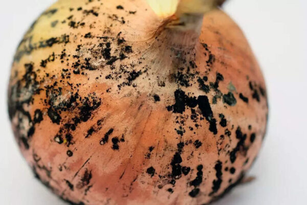 Is it safe to consume onions with black marks on them? Understanding health risks and ideal storage |