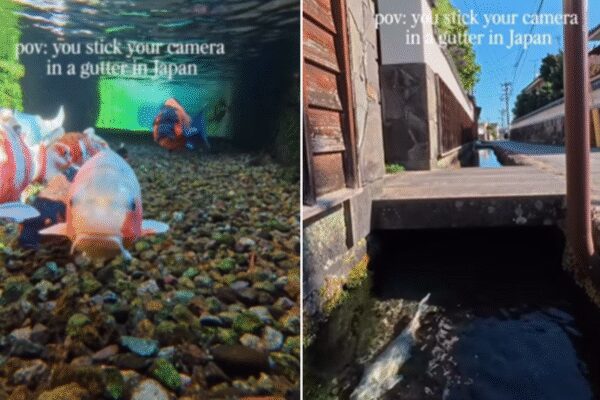 Watch: Camera dipped into Japanese drain stuns viewers — netizens joke ‘phir Nobita kis gutter mein girta tha?’