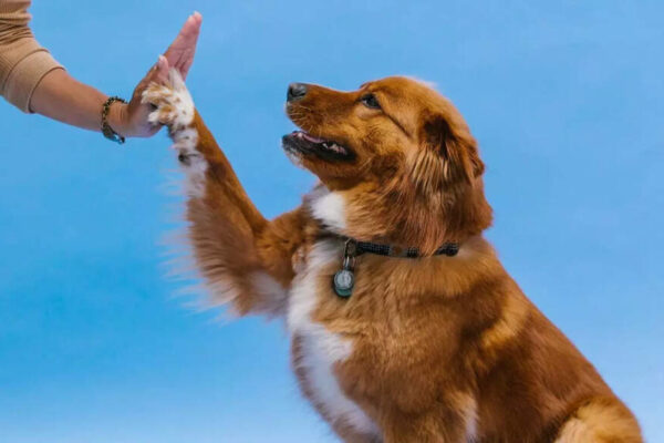 Your dog may get an anti-ageing pill by 2026: Key details on the FDA-supported drug |
