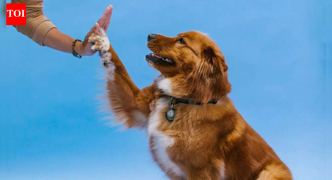 Your dog may get an anti-ageing pill by 2026: Key details on the FDA-supported drug |