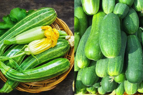 Cucumber vs. Zucchini: Key differences you should know in nutrition and taste |