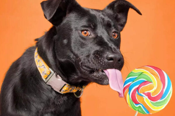 Are sugary treats safe for dogs? Health risks, effects, and safe alternatives |