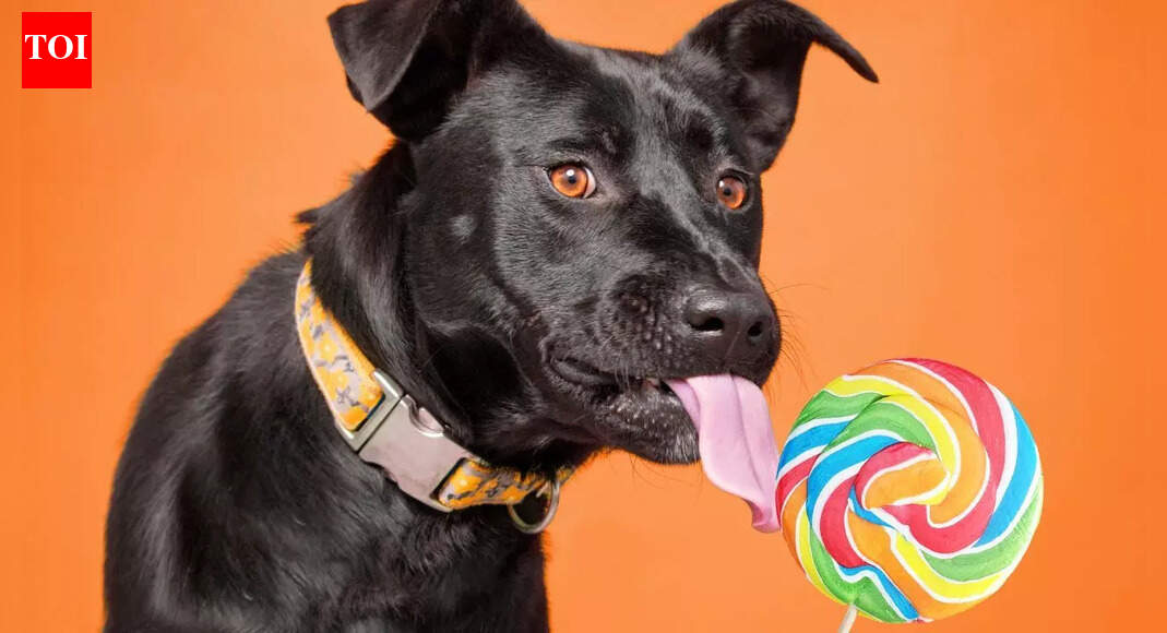 Are sugary treats safe for dogs? Health risks, effects, and safe alternatives |