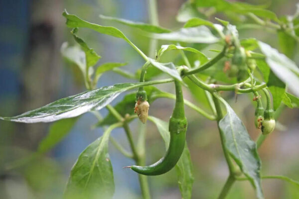How to grow fresh green chillies at home: Easy pot gardening tips for a fresh harvest |