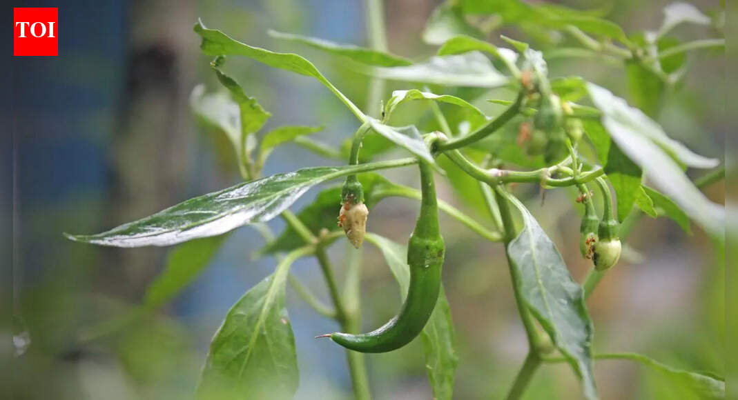 How to grow fresh green chillies at home: Easy pot gardening tips for a fresh harvest |