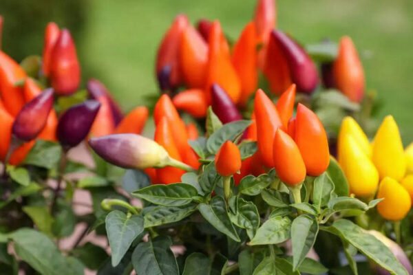 Tips to grow capsicum in a pot: 6 Easy steps for healthy bell peppers at home |