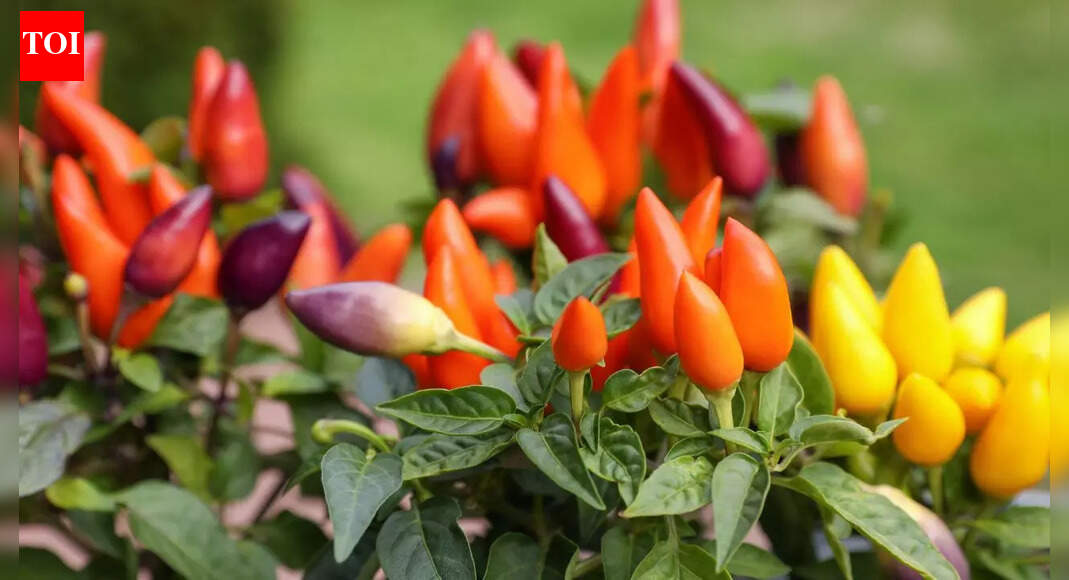 Tips to grow capsicum in a pot: 6 Easy steps for healthy bell peppers at home |