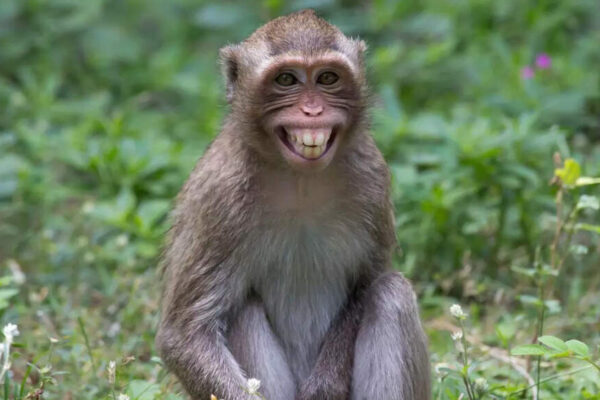 How to keep monkeys away from your home safely and effectively |