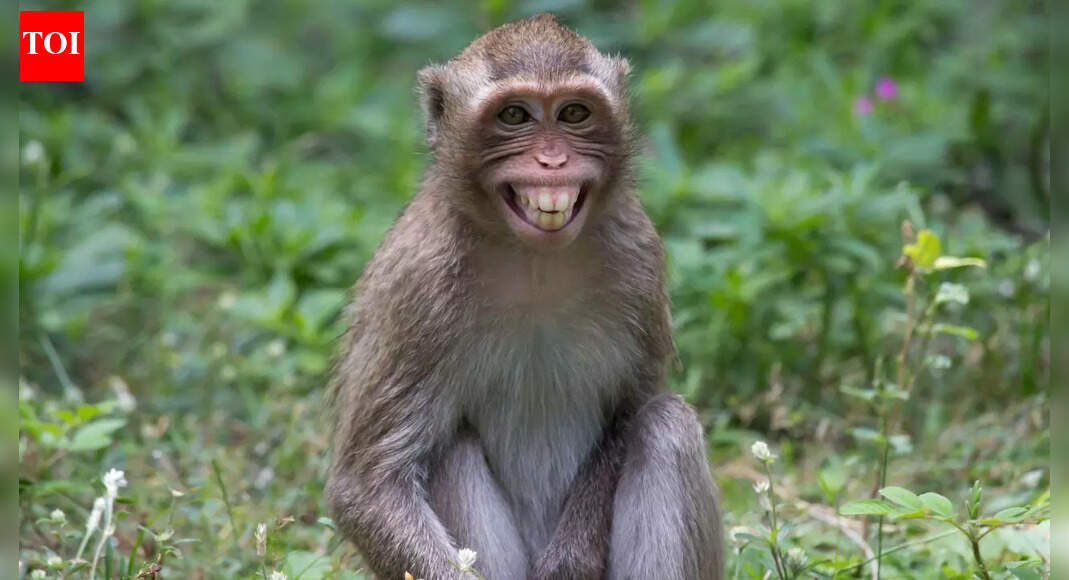 How to keep monkeys away from your home safely and effectively |