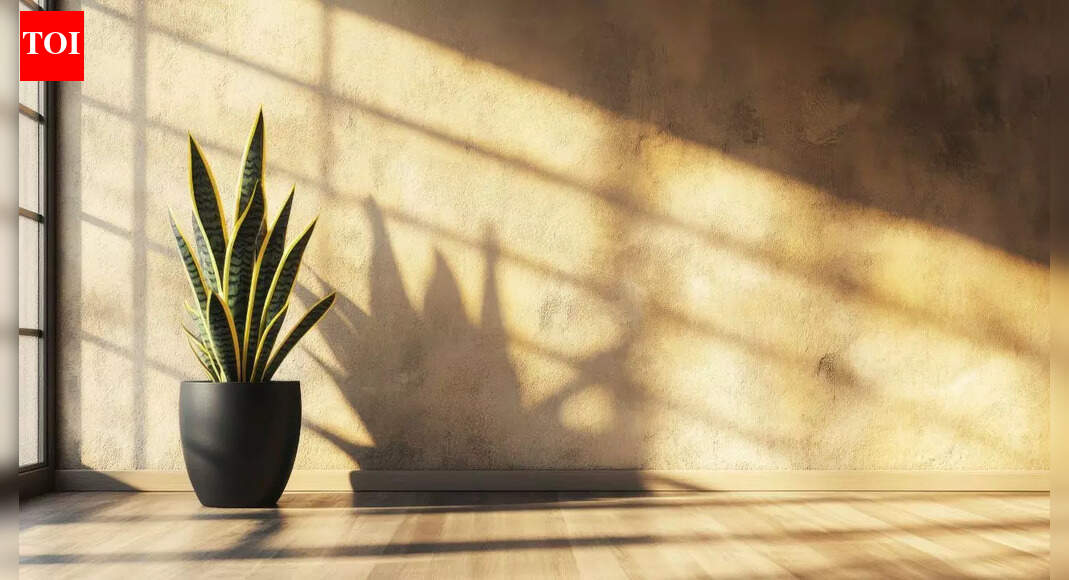 Indoor plants for sinus relief: How greenery improves air quality and eases congestion |