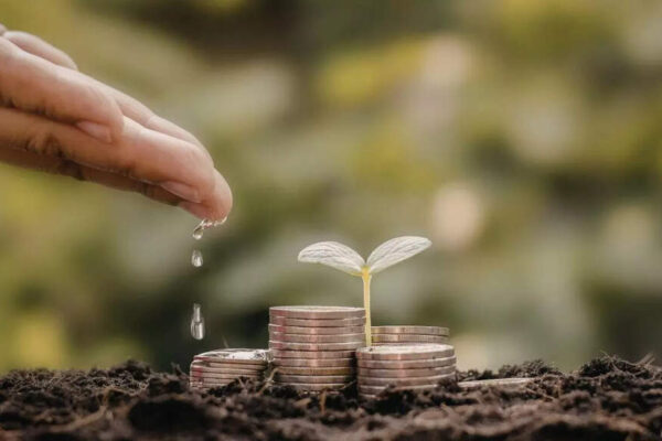 Why is your money plant turning yellow: Simple home remedies to revive it |