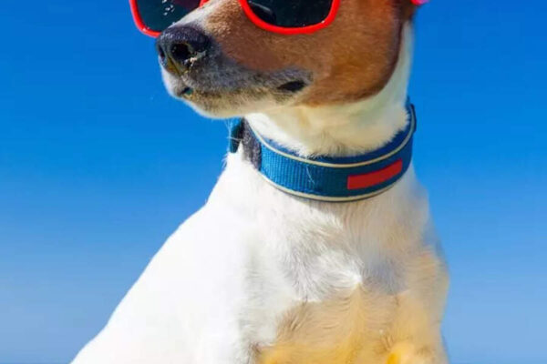 Top 10 most popular dog names for 2025