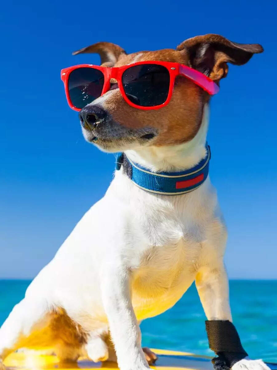 Top 10 most popular dog names for 2025