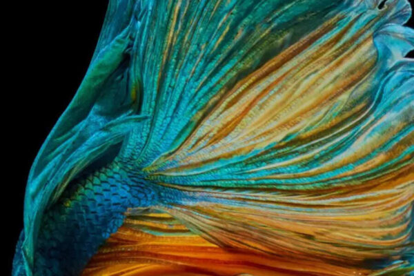 10 low-maintenance fish for home aquariums