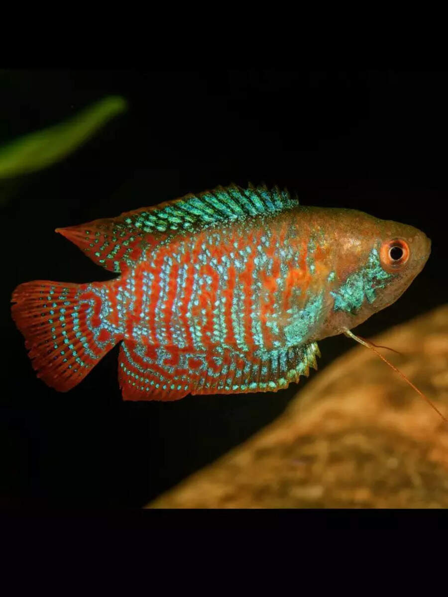 10 most beautiful fish for small aquariums that are easy to care for