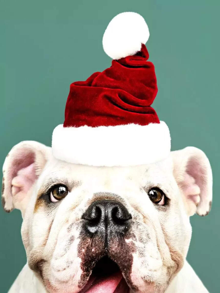 10 Christmas foods toxic to dogs every pet parent should know