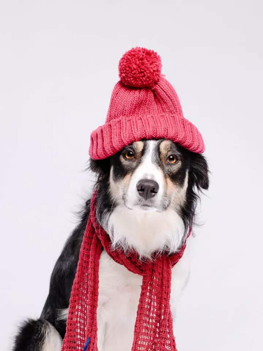 Cold-weather dogs: 10 cute breeds that love winter