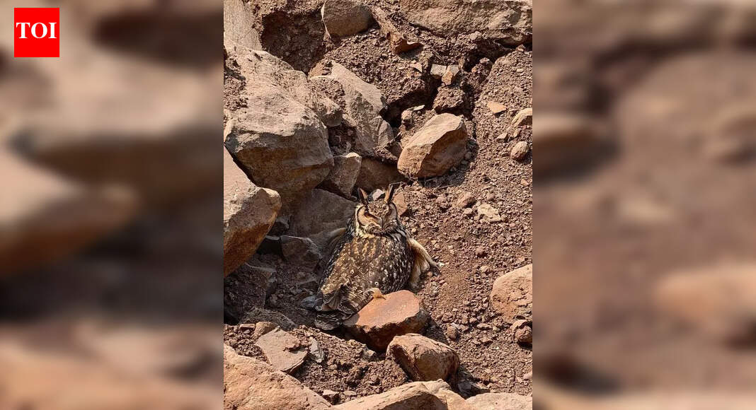 Birder alerts about Rock Eagle Owl nest; quarrying stopped for a month | Hyderabad News