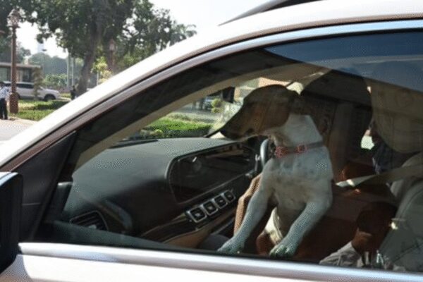 ‘Is there any law?’ Congress MP Renuka Chaudhary sparks row by bringing stray dog to Parliament; BJP slams ‘tamasha’