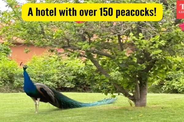 Honest Review: This hotel in Jaipur has almost 150 peacocks and a 300 year old Shiva temple but what made me choose it was……