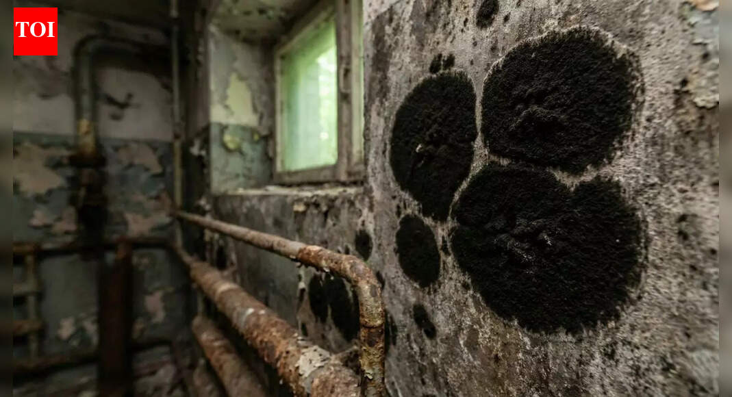 ‘Nuclear shield’: Chernobyl fungus blocks radiation and could be a breakthrough for Mars missions