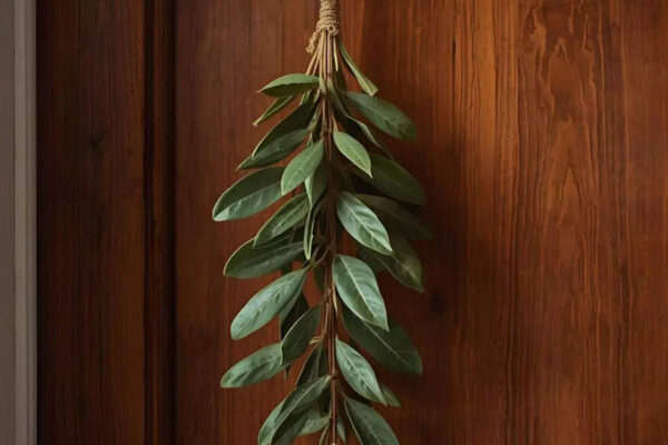 Hang THIS simple kitchen herb on your door and watch your nighttime stress disappear |