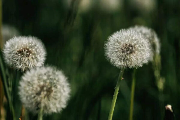 Could a simple backyard weed fight one of the deadliest cancers; know what researchers found |
