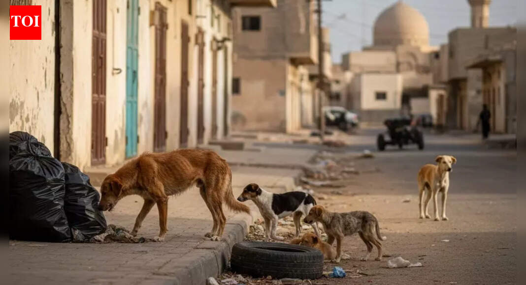 Kuwait to ban commercial import of dogs and cats — what it means for pet owners and neighbours | World News