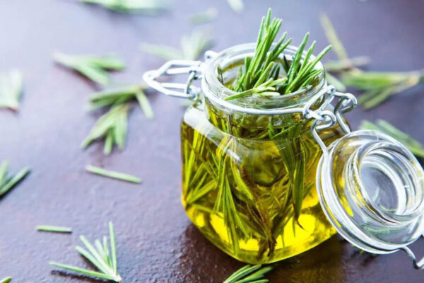 Rosemary oil can be your solution for hairfall and dandruff; know how to use |