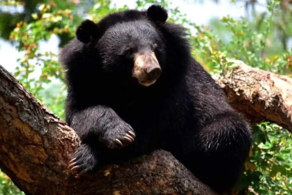 Panic gripped Srinagar as a Himalayan black bear was sighted at the University of Kashmir and later at SKIMS hospital, nearly 10km apart. Wildlife officials are deploying traps and drones to capture the elusive animal. Increased sightings are attributed to climate change and readily available food sources like garbage, disrupting hibernation patterns. File photo SRINAGAR: Over the past four days, a Himalayan black bear has been spotted nearly 10km apart at two premier institutions in Kashmir — University of Kashmir (UoK), Hazratbal, and Sher-i-Kashmir Institute of Medical Sciences (SKIMS), Srinagar’s leading tertiary-care hospital — triggering panic. The wildlife department has placed cages at key locations, deployed drones, and is reviewing CCTV footage to trap the animal.A Himalayan bear was first spotted Friday near the girls’ hostel at UoK. CCTV footage showed the animal being chased by dogs outside the varsity gate, before climbing an electricity pole and leaping into the campus near the hostel. A UoK official said two black bears had been seen near Hazratbal area that evening, and one of them entered the campus after being chased by street dogs. The animal was believed to be hiding in the Botany Department’s botanical garden, prompting a search by the wildlife department.On Sunday, the varsity declared the campus safe after wildlife officials completed a thorough search and found no trace of the bear.On Monday evening, the black bear was sighted inside SKIMS. CCTV footage captured the animal roaming in the institute. Wildlife officials placed a bear trap within the premises to capture it. Senior institute officials said a search is on, but the animal has yet to be found.A senior wildlife official said a Himalayan black bear, first spotted in Saidpora area, had travelled through several localities before entering UoK and later moving toward SKIMS. An operation was underway to track the animal, he said, urging citizens not to dispose of garbage in the open as it attracts bears.Bear and leopard sightings around Srinagar have increased in recent years, particularly in late autumn. Last month, a bear was seen entering Amar Singh Club, Srinagar, near the posh Gupkar Road that houses the residences of the CM and some cabinet ministers.Senior wildlife official Intisar Suhail said black bears hardly go into hibernation now. “The effects of climate change, characterised by less precipitation, mainly snow; coupled with the availability of food in the form of garbage dumps, improperly disposed kitchen waste, and left-out fallen fruit in orchards, have enabled bears to skip hibernation and remain active through the winters,” he said.End of ArticleFollow Us On Social MediaVideosNavy Chief Confirms India’S Third Nuclear-Powered Ballistic Missile Submarine Soon“Both ‘Rs Must Remember Responsibility”: Bjp Slams Rahul, Renuka Over ‘Dog’ RemarksNo More Disruptions: Lok Sabha to Debate Electoral Reforms Next Week’Imran Khan’s Health Stable, But Facing Mental Torture’, Claims Sister After Jail VisitChina’s Condom Tax Shocks the World Amid Birthrate Drop as India Surges Ahead in Population RankingsPakistan Sparks Controversy With Expired Relief Claims As India Rejects Airspace Allegation StronglyCentre Signals Willingness to Discuss SIR, Asks Opposition Not to Set TimelinePakistan’s Adiala Jail To Open Gate To Imran Khan’s Sister After PTI Fury Forces Sharif, MunirRussia Confirms Su-57 Fighter Jets, S-400 Deal On Agenda Ahead of Vladimir Putin’s India VisitCapt Shubhanshu Shares What India Can Learn from ISS Successes123Photostories8 animals whose names start with the letter “S”Guava health benefits: 7 reasons why your daily plate needs this humble fruitExclusive – Bigg Boss 19’s Ashnoor Kaur addresses allegations of hitting Tanya Mittal during the task; bond with Abhishek Bajaj; says ‘There’s a platonic love between us’5 timeless quotes by Rumi that echo the true essenceof loveNature’s smartest travellers: 5 animals with homes on their backsFrom Cinnamon Tea to Methi Shots: 8 foods and drinks with proven heart benefitsShah Rukh Khan, Amitabh Bachchan, Rajinikanth: Actors who played both hero and villain in the same film9 lesser-known Biryanis from different parts of IndiaVictoria and David Beckham: Parenting secrets from one of the strongest celebrity couples5 shocking signs the ‘Universe’ is trying to send you a message (Don’t Ignore number 3!)123Hot PicksParliament Winter SessionCyclone DitwahWorld NewsGold rate todaySilver rate todayPublic Holidays NovemberBank Holidays NovemberTop TrendingCardi BIPL AuctionShedeur SandersDrake MayeGold Price PredictionImran Khan ProtestWWE Raw HighlightsIND vs SA 2nd ODI TimeTom BradySmriti Mandhana