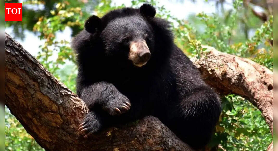 Panic gripped Srinagar as a Himalayan black bear was sighted at the University of Kashmir and later at SKIMS hospital, nearly 10km apart. Wildlife officials are deploying traps and drones to capture the elusive animal. Increased sightings are attributed to climate change and readily available food sources like garbage, disrupting hibernation patterns. File photo SRINAGAR: Over the past four days, a Himalayan black bear has been spotted nearly 10km apart at two premier institutions in Kashmir — University of Kashmir (UoK), Hazratbal, and Sher-i-Kashmir Institute of Medical Sciences (SKIMS), Srinagar’s leading tertiary-care hospital — triggering panic. The wildlife department has placed cages at key locations, deployed drones, and is reviewing CCTV footage to trap the animal.A Himalayan bear was first spotted Friday near the girls’ hostel at UoK. CCTV footage showed the animal being chased by dogs outside the varsity gate, before climbing an electricity pole and leaping into the campus near the hostel. A UoK official said two black bears had been seen near Hazratbal area that evening, and one of them entered the campus after being chased by street dogs. The animal was believed to be hiding in the Botany Department’s botanical garden, prompting a search by the wildlife department.On Sunday, the varsity declared the campus safe after wildlife officials completed a thorough search and found no trace of the bear.On Monday evening, the black bear was sighted inside SKIMS. CCTV footage captured the animal roaming in the institute. Wildlife officials placed a bear trap within the premises to capture it. Senior institute officials said a search is on, but the animal has yet to be found.A senior wildlife official said a Himalayan black bear, first spotted in Saidpora area, had travelled through several localities before entering UoK and later moving toward SKIMS. An operation was underway to track the animal, he said, urging citizens not to dispose of garbage in the open as it attracts bears.Bear and leopard sightings around Srinagar have increased in recent years, particularly in late autumn. Last month, a bear was seen entering Amar Singh Club, Srinagar, near the posh Gupkar Road that houses the residences of the CM and some cabinet ministers.Senior wildlife official Intisar Suhail said black bears hardly go into hibernation now. “The effects of climate change, characterised by less precipitation, mainly snow; coupled with the availability of food in the form of garbage dumps, improperly disposed kitchen waste, and left-out fallen fruit in orchards, have enabled bears to skip hibernation and remain active through the winters,” he said.End of ArticleFollow Us On Social MediaVideosNavy Chief Confirms India’S Third Nuclear-Powered Ballistic Missile Submarine Soon“Both ‘Rs Must Remember Responsibility”: Bjp Slams Rahul, Renuka Over ‘Dog’ RemarksNo More Disruptions: Lok Sabha to Debate Electoral Reforms Next Week’Imran Khan’s Health Stable, But Facing Mental Torture’, Claims Sister After Jail VisitChina’s Condom Tax Shocks the World Amid Birthrate Drop as India Surges Ahead in Population RankingsPakistan Sparks Controversy With Expired Relief Claims As India Rejects Airspace Allegation StronglyCentre Signals Willingness to Discuss SIR, Asks Opposition Not to Set TimelinePakistan’s Adiala Jail To Open Gate To Imran Khan’s Sister After PTI Fury Forces Sharif, MunirRussia Confirms Su-57 Fighter Jets, S-400 Deal On Agenda Ahead of Vladimir Putin’s India VisitCapt Shubhanshu Shares What India Can Learn from ISS Successes123Photostories8 animals whose names start with the letter “S”Guava health benefits: 7 reasons why your daily plate needs this humble fruitExclusive – Bigg Boss 19’s Ashnoor Kaur addresses allegations of hitting Tanya Mittal during the task; bond with Abhishek Bajaj; says ‘There’s a platonic love between us’5 timeless quotes by Rumi that echo the true essenceof loveNature’s smartest travellers: 5 animals with homes on their backsFrom Cinnamon Tea to Methi Shots: 8 foods and drinks with proven heart benefitsShah Rukh Khan, Amitabh Bachchan, Rajinikanth: Actors who played both hero and villain in the same film9 lesser-known Biryanis from different parts of IndiaVictoria and David Beckham: Parenting secrets from one of the strongest celebrity couples5 shocking signs the ‘Universe’ is trying to send you a message (Don’t Ignore number 3!)123Hot PicksParliament Winter SessionCyclone DitwahWorld NewsGold rate todaySilver rate todayPublic Holidays NovemberBank Holidays NovemberTop TrendingCardi BIPL AuctionShedeur SandersDrake MayeGold Price PredictionImran Khan ProtestWWE Raw HighlightsIND vs SA 2nd ODI TimeTom BradySmriti Mandhana