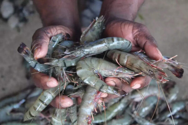 Exports of shrimps get a boost after EU decision