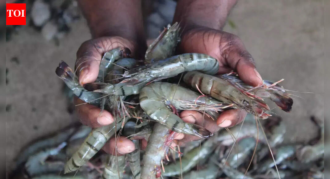 Exports of shrimps get a boost after EU decision