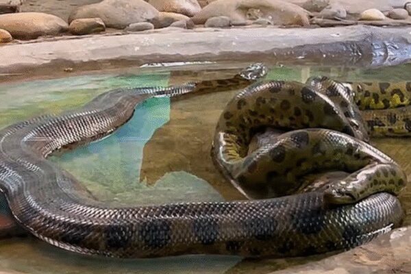 Ancient giant that never shrank: Study shows Anacondas have been massive for 12 million years |