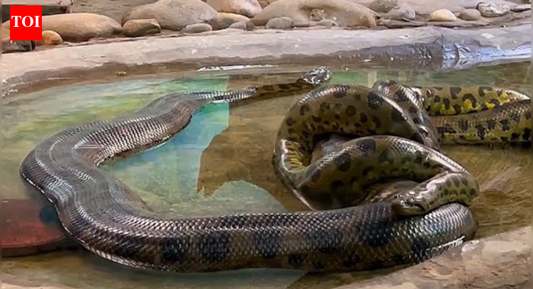 Ancient giant that never shrank: Study shows Anacondas have been massive for 12 million years |