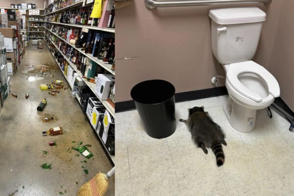 Drunk raccoon breaks into liquor store, downs scotch, and passes out in bathroom | World News