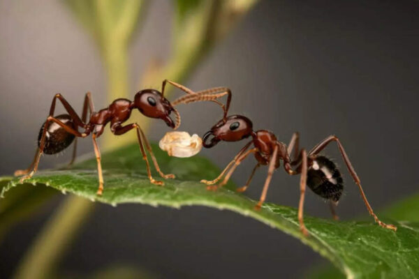 Sick baby ants beg to be killed: New research reveals shocking self-sacrifice to protect the colony |