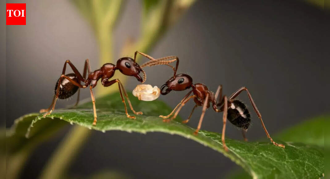 Sick baby ants beg to be killed: New research reveals shocking self-sacrifice to protect the colony |