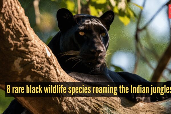8 black animals that are rare sights in Indian forests