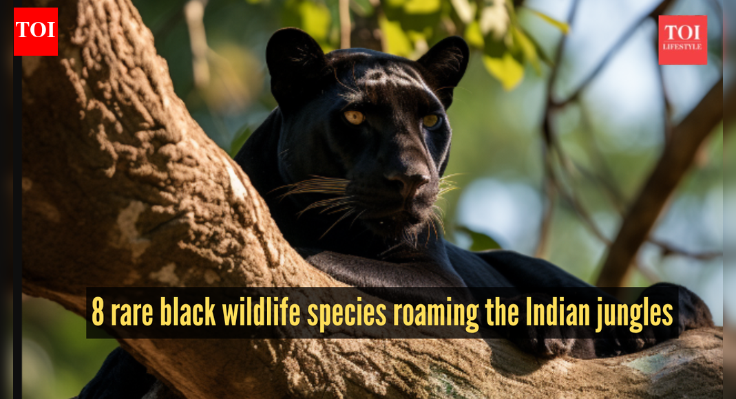 8 black animals that are rare sights in Indian forests