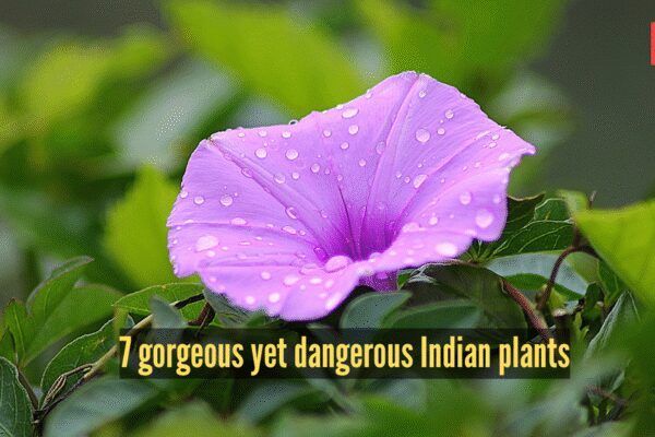 7 pretty plants that are actually invasive species silently destroying Indian jungles
