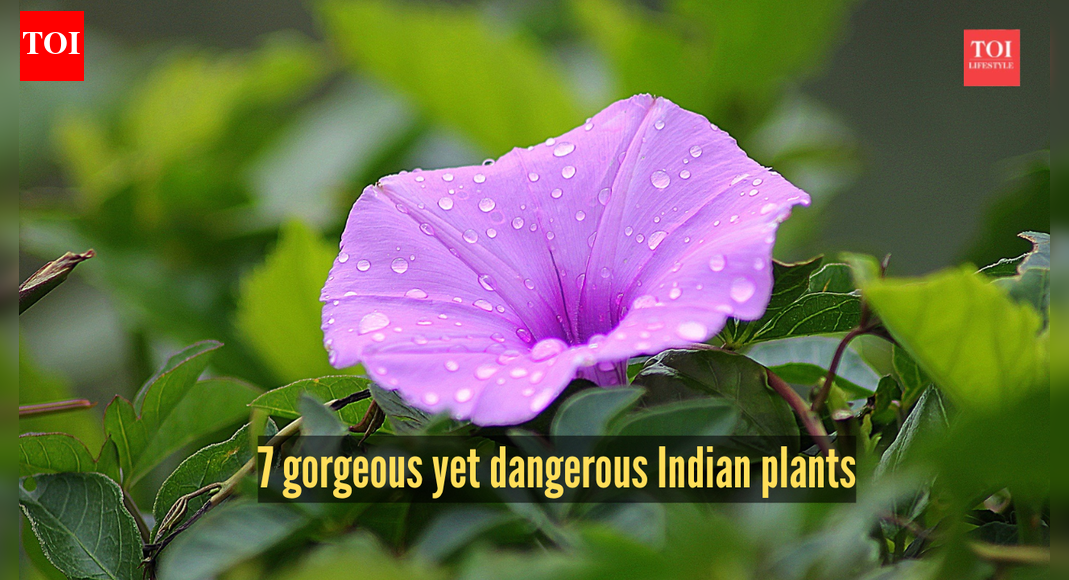 7 pretty plants that are actually invasive species silently destroying Indian jungles