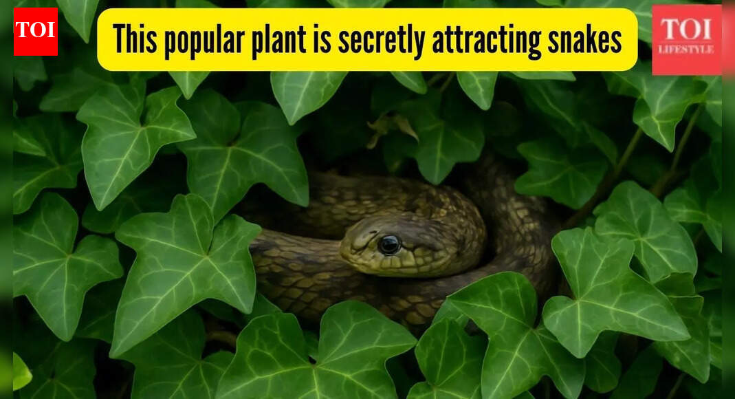 This popular plant is secretly attracting snakes, they may already be making nests in your home garden