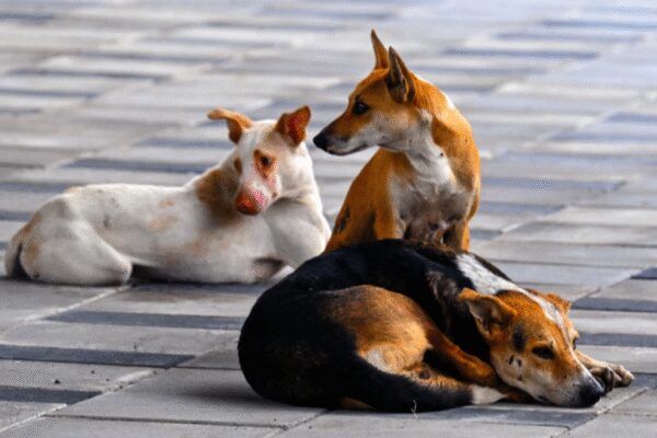 Do street dogs pose a threat to public safety? Not at all. This inference can be drawn from a recent survey that reveals a bond many Indians quietly share with the strays that roam their streets, even as safety fears dominate conversations.In fact, the survey across 10 cities by a Delhi-based think tank has found that over 91% of Indians feel safer with dogs in streets, strongly believing their presence helps deter crime.And a pack of street dogs recently standing guard around an abandoned newborn in Bengal’s Nabadwip through the night only echoes the findings by Esya Centre.Per the survey, most street dogs are not aggressive, with 73.5% respondents characterising the general temperament of the strays as friendly and 15% as timid.The findings, according to Esya, also suggest widespread public support for sterilisation-based population management and highlight the positive contributions stray dogs make to daily life.Although India’s stray dog population has fluctuated in recent years, the report underscores the dramatic impact of the Animal Birth Control (ABC) programme, citing 78% respondents.”Reported human deaths from rabies have declined from 534 in 2004 to just 54 in 2024. …in Delhi, there were no reported human deaths from rabies between 2022 and January 2025.” This clearly indicates that sustained vaccination and sterilisation campaigns, rather than culling of strays, have been key to saving human lives, per Esya.Human behaviour, the report notes, plays a decisive role in shaping canine behaviour, advocating display of compassion towards the strays — by feeding or treating them kindly.The survey report also calls on authorities to take stronger action against those who harass responsible dog feeders.Feeders, per Esya, are uniquely positioned to help capture dogs for sterilisation, ensure animals are returned to their original neighborhoods, and support record-keeping efforts of civic bodies.Stronger legal protections for dog feeders, Esya says, are critical to fostering safer, more cooperative human-animal co-existence in India.End of ArticleFollow Us On Social MediaVideosPM Modi Breaks Protocol, Receives Vladimir Putin With A Hug, Shares Car In Big India-Russia MomentPutin Visit To Boost India-Russia Trade To New Highs, Says WTC ChairmanPiyush Goyal Hails Russia As India’s Trusted Friend, Urges Removal Of Trade BarriersIndia And Russia Boost Military Ties As Rajnath Singh Highlights Strategic Tech PartnershipAfghanistan FM Muttaqi Defends India Ties, Slams Pakistan Over Deoband Row And Shifting Accusations“I Supported You Twice, But Never Again” Nitish Kumar Hits Out At RJD‘Not Handcuffed, But Mistreated’: Jaishankar Replies To SP MP On Harjit Kaur’s Deportation From US’Modi Ji Doesn’t…’: Rahul Gandhi Accuses Govt Of Blocking Meet With Putin, Calls It ‘Insecurity’India Can’t Buy S-500 Yet, Deal Unlikely During Modi-Putin Meet: Ex-DRDO Scientist Reveals Roadblock’Very Significant…Whole World Watching’: Russian MLA On Putin’s Delhi Visit, India-Russia Ties123Photostories5 love quotes from Jane Austen that feel like a warm hug on a winter evening5 foods you should not cook in an iron kadhaiThe Spiritual Meaning of Angel Numbers You Keep SeeingRekha and Kajol to Aishwarya Rai: When Bollywood magazine covers went too far, and made historyCould it be cholesterol? When walking feels harder than it shouldMadhuri Dixit to Yami Gautam: The 5 hottest fashion looks of the dayObsessed with true crime? It might be your psychic intuition trying to speak10 lesser known winter dishes from across India’Akhanda 2′: Five reasons why you can’t miss the Nandamuri Balakrishna starrer in theaters7 best Thepla recipes under 100 calories for winter months123Hot PicksIndigo Flight DelayPutin India VisitWorld NewsGold rate todaySilver rate todayPublic Holidays NovemberBank Holidays NovemberTop TrendingStephen Curry WifeNBA Trade RumorsNHL Match TodayMike TysonNHL Trade RumorCardi BTravis KelceStephen CurryKyle TuckerJayden Daniels