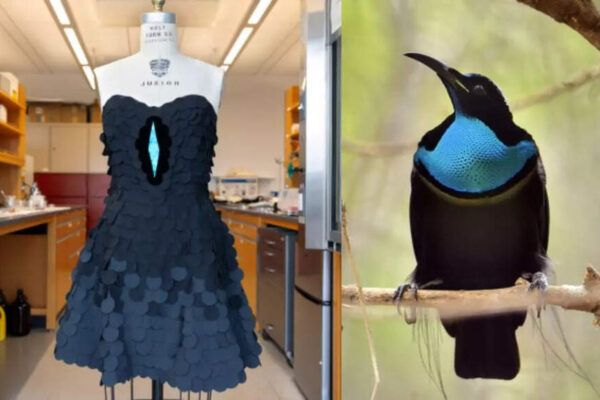 How a bird’s feathers helped scientists create the world’s darkest fabric |