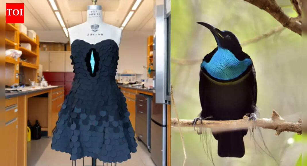 How a bird’s feathers helped scientists create the world’s darkest fabric |