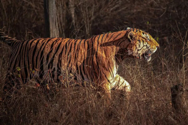 5 tiger reserves that offer the strongest chances of seeing a tiger up close |
