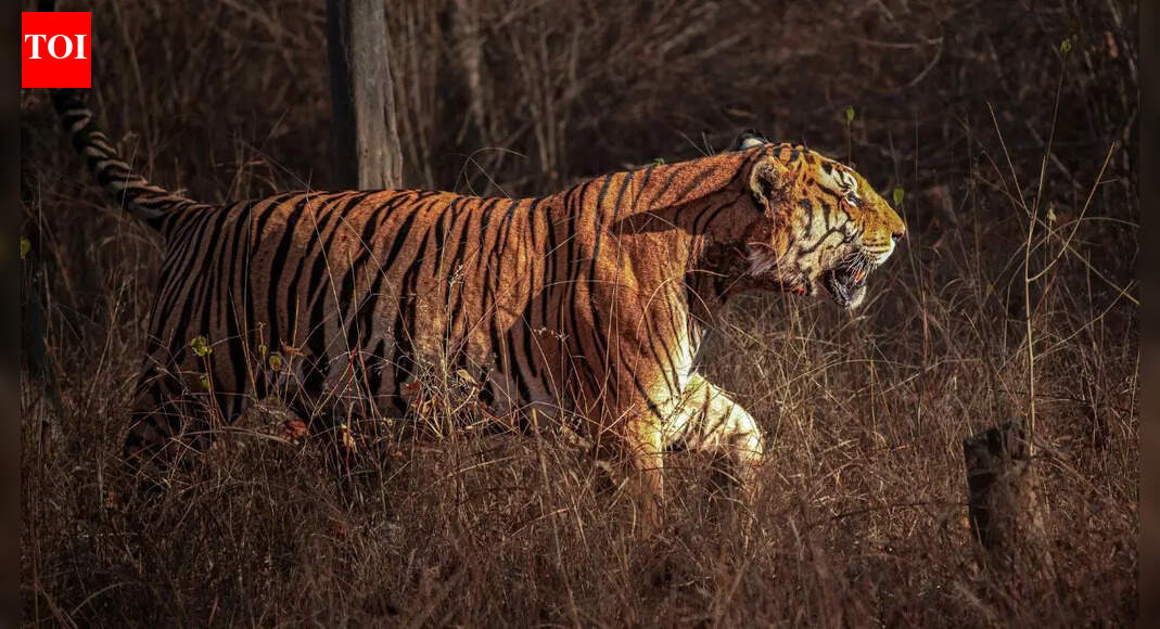 5 tiger reserves that offer the strongest chances of seeing a tiger up close |