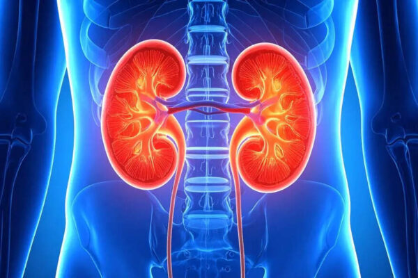 Reverse kidney damage: A breakthrough treatment that may transform kidney treatment |